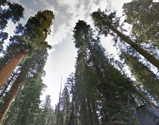 Illustration for article titled You Can Visit 44 National Parks From the Comfort of Google Street View